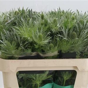 387764_1263204_H_1-1 Eryngium Alpinum v modrej farbe