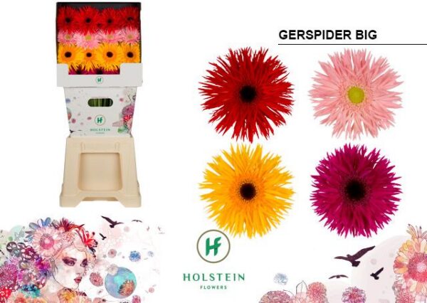 Gerbera Spider Mix
