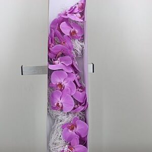 Phal Kunming