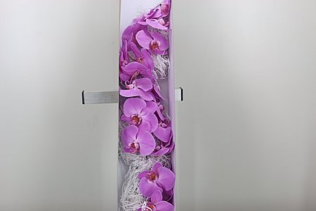 A101936_H_1 Phal Kunming