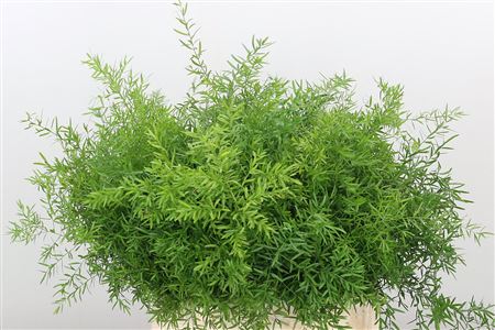Asparagus Dens Cwebe 40 cm