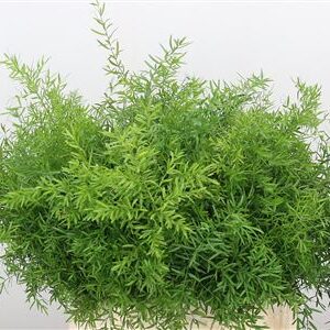 A102282_H_1-19 Asparagus Dens Cwebe 40 cm
