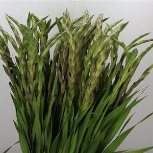 A103359_H_1-1 Fialový gladiol Purple Flora s výškou 120 cm