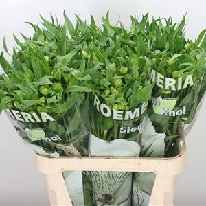 Alstroemeria Virginia 75 cm