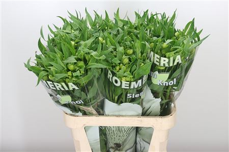 Alstroemeria Virginia 75 cm