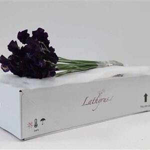 A104813_H_1-6 Tmavomodrý Lathyrus Navy Dark Blue s dĺžkou 40 cm