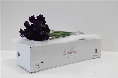 Tmavomodrý Lathyrus Navy Dark Blue s dĺžkou 40 cm