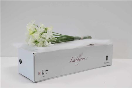 A104814_H_1-10 Lathyrus White rezaný kvet