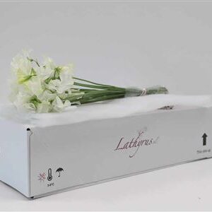 A104814_H_1-11 Lathyr White