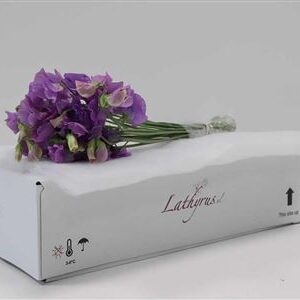 A104834_H_1-7 Lathyrus Mauve 35 cm