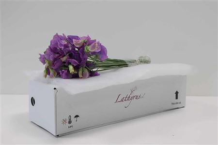 A104834_H_1-7 Lathyrus Mauve 35 cm