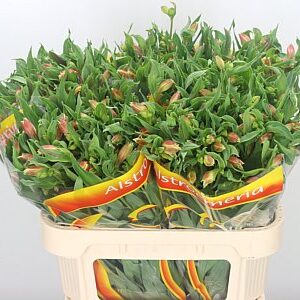 A106567_H_1-3 Alstroemeria Bali 75 cm