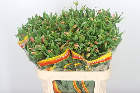 A106567_H_1-3 Alstroemeria Bali 75 cm