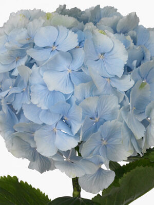 A107787_1-43 Hortenzia M Verena Blue