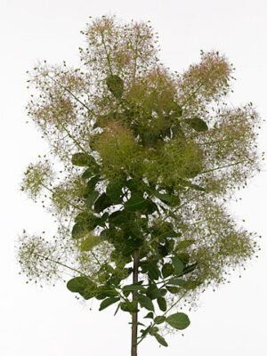 A107877_1-1 Dymovník Smoke Bush s jemnými pernatými súkvetiami