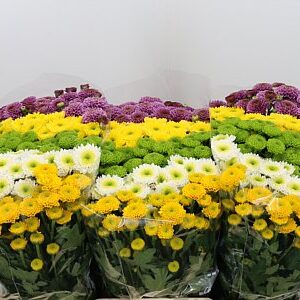 A108329_H_1-4 Chr San Mix Pompon