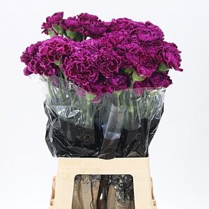 Fialový karafiát Di St Nobbio Violet