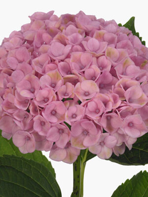 A110054_1 Hortenzia M Revolution Pink 60 cm