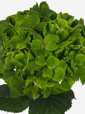 A115802_1 Hydr M Rhapsody Green