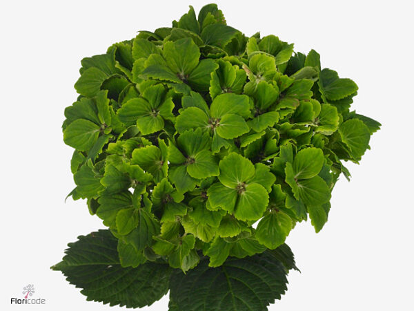A115802_1 Hydr M Rhapsody Green