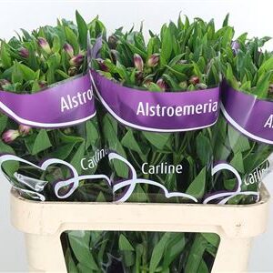Alstroemeria Carline