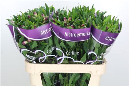 Alstroemeria Carline