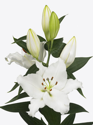 A118778_1-1 Li Or White Passion