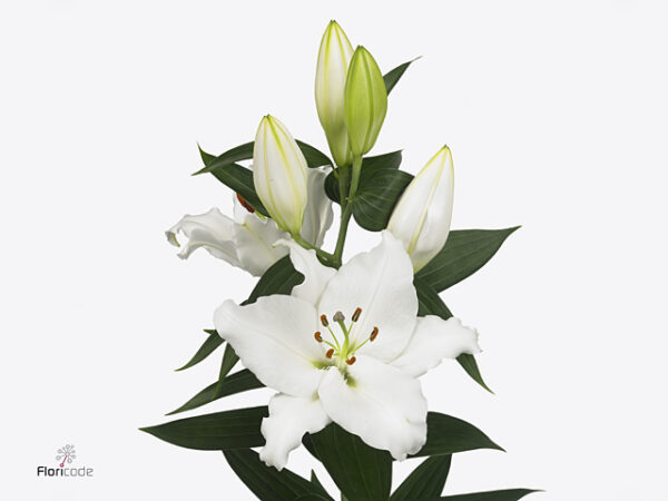 Li Or White Passion