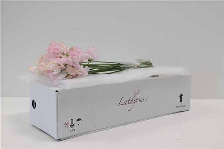 A120111_H_1-8 Lathyrus Pink Wedding rezaný kvet