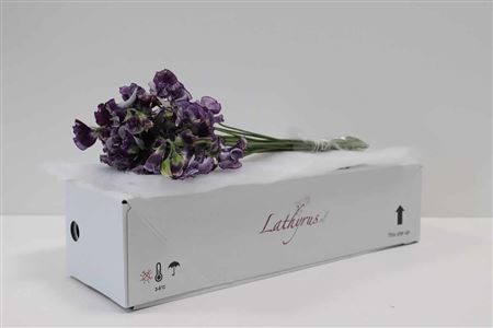 Lathyrus Pink Wedding rezaný kvet