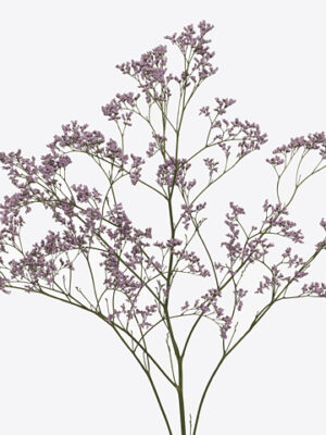 A120901_1-55 Limonium Saf Oshi Pink