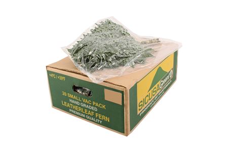 Eukalyptus cinerea sprej s jemnými listami