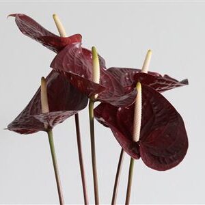 A121022_H_1-7 Antúria Anthurium Showtime