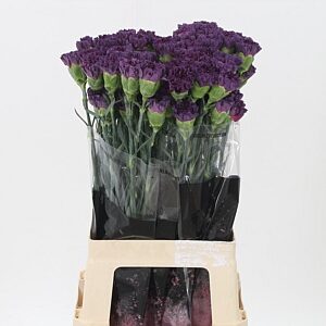 A121470_H_1-9 Karafiát Di St Extasis 70 cm