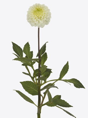 A122470_1 Biela pivonka Caro White