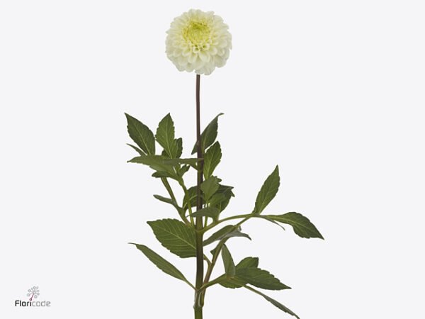 A122470_1 Biela pivonka Caro White