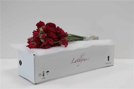 A123246_H_1-10 Lathyrus Parfum Deep Red 40 cm