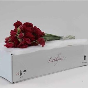 Lathyr Parfum Deep Red