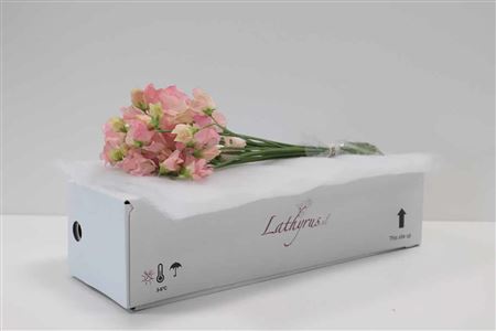 A123247_H_1-11 Lathyrus Parfum Salmon 40 cm