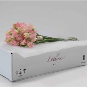A123247_H_1-12 Lathyr Parfum Salmon