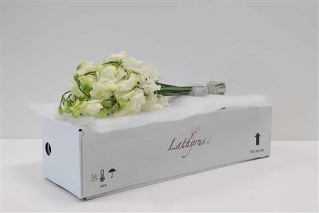 A123248_H_1-6 Lathyrus Parfum Coral 40 cm