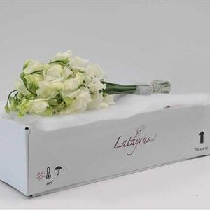 A123248_H_1-7 Lathyr Parfum Cream
