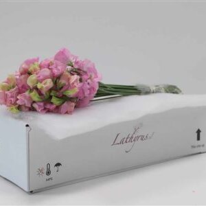 A123249_H_1-7 Lathyrus Parfum Pink Pastel