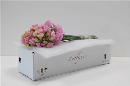 A123249_H_1-7 Lathyrus Parfum Pink Pastel