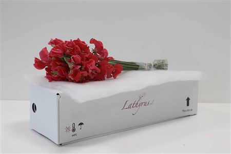 A123250_H_1-7 Lathyrus Parfum Red 40 cm