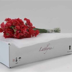 Lathyr Parfum Red