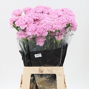 A123988_H_1-7 Karafiát Di St Clearwater s výškou 70 cm