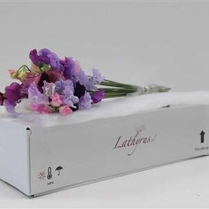 A124985_H_1-9 Lathyrus Parfum Mixed In Bunch 40 cm