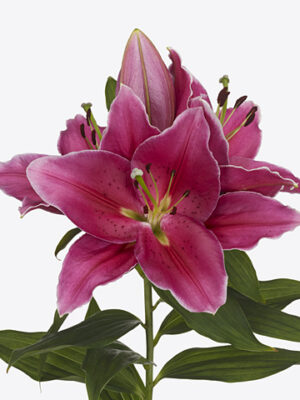 Li Or Toba Pink