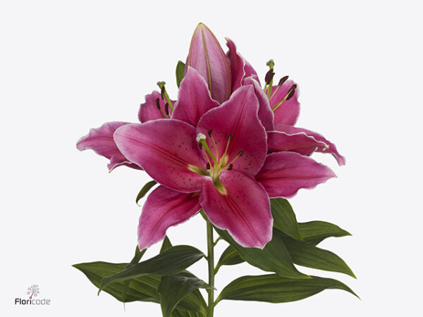 A126116_1 Li Or Toba Pink